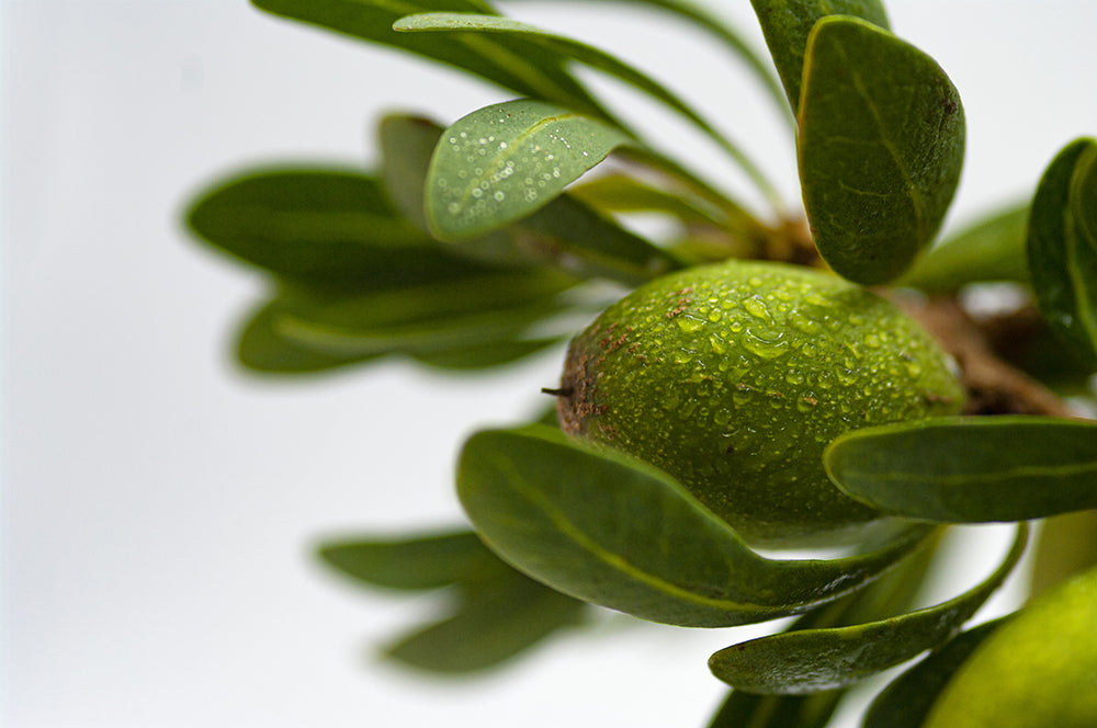 Jojoba Oil for Glowing Skin: Unveiling its Skin Benefits